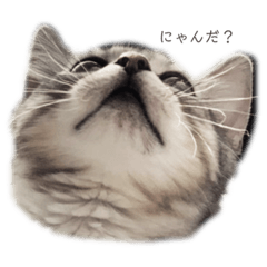 [LINEスタンプ] 我が家のこてつ0913