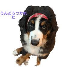 [LINEスタンプ] のりたまくんとことね