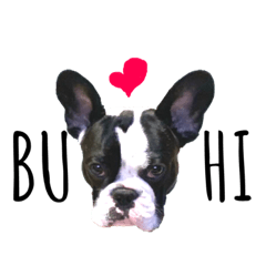[LINEスタンプ] フレンチブルドッグのハート♪