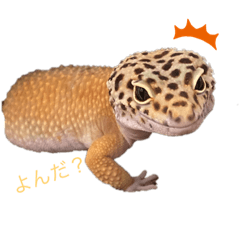[LINEスタンプ] みなちんのレオパ