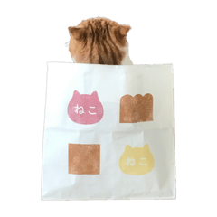 [LINEスタンプ] マンチカンなアポロくんのステイホーム