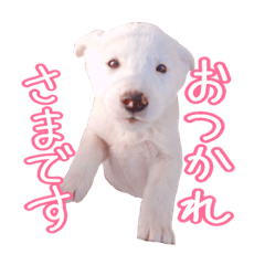 [LINEスタンプ] 雑種のリク 2