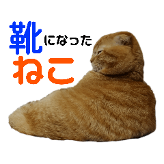 [LINEスタンプ] 缶バッジおじさんちのねこ①