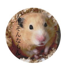 [LINEスタンプ] ハムスター癒される