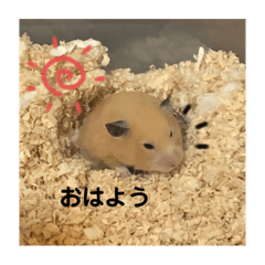 [LINEスタンプ] ハムスター癒され隊
