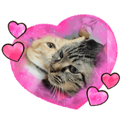 [LINEスタンプ] うちのぬこしか勝たん