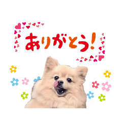 [LINEスタンプ] ふわふわポメラニアンのえりちゃん