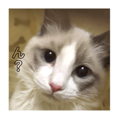 [LINEスタンプ] ラグドールのエマ