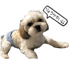 [LINEスタンプ] ここちゃんー