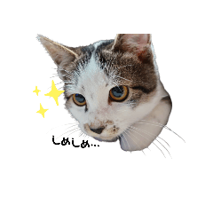 [LINEスタンプ] ちび猫 そら