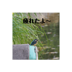 [LINEスタンプ] 写真を使って（鳥）