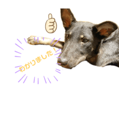[LINEスタンプ] アニマール♪