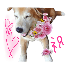 [LINEスタンプ] いろんな時に使いたい我が家の犬スタンプ！
