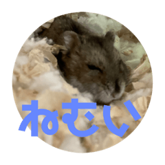 [LINEスタンプ] じゃんがりもっちゃんスタンプ