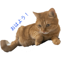 [LINEスタンプ] 相棒チャラのあいさつスタンプ！！
