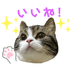 [LINEスタンプ] かわいい猫きなこの冬スタンプ