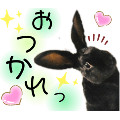 [LINEスタンプ] うさぎスタンプ−ミニレッキスのくろNO.6