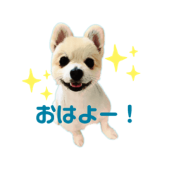 [LINEスタンプ] ポメラニアン 彩助(さすけ)