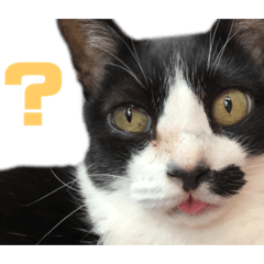 [LINEスタンプ] ぎんとたろう