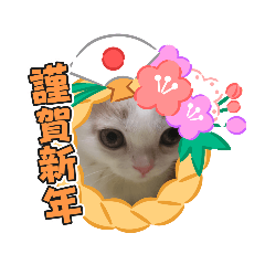 [LINEスタンプ] わが家のスコタン(イベント編)