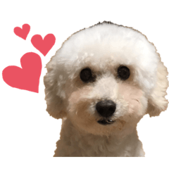 [LINEスタンプ] はなちゃんはトイプードル