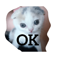 [LINEスタンプ] スコタン(日常会話)