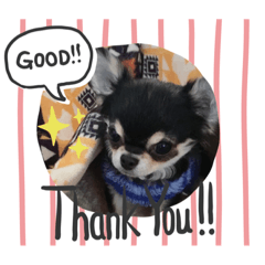 [LINEスタンプ] チワワのきき
