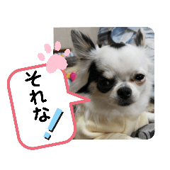 [LINEスタンプ] 心菜の使える（たまに関西弁）スタンプ