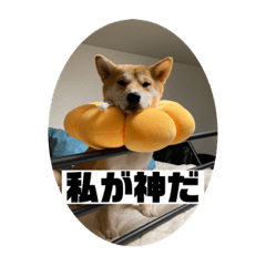 [LINEスタンプ] あずきスタンプ いち！