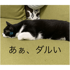 [LINEスタンプ] かわいいネコ(ルナ＆うみ)