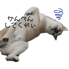 [LINEスタンプ] リキココロン:)