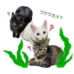 [LINEスタンプ] 仲良しにゃんこといっしよ♬︎♡2