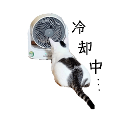 [LINEスタンプ] 白猫ルンの気持ち