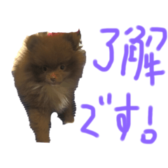 [LINEスタンプ] ポメラニアンのたぬスタンプ