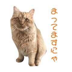 [LINEスタンプ] あんずですにゃ