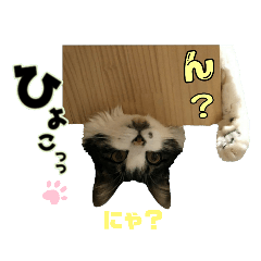 [LINEスタンプ] おともにゃちスタンプ⑫