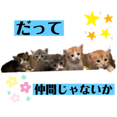 [LINEスタンプ] 猫つぶやく