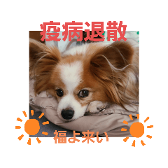 [LINEスタンプ] ぱぴぱぴパピヨン16
