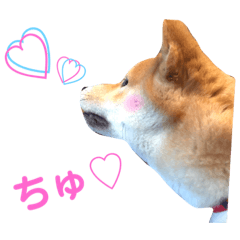 [LINEスタンプ] 柴犬ふくの日常スタンプ第3弾♪♪