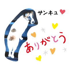 [LINEスタンプ] わんこにゃんこスタンプ②