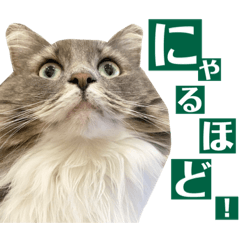 [LINEスタンプ] カルダモンだもん！(2)