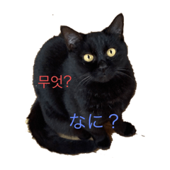 [LINEスタンプ] 猫と日本語と韓国語
