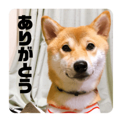 [LINEスタンプ] あずきスタンプ ご！