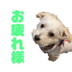 [LINEスタンプ] 7.ちっぷ