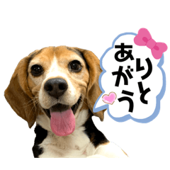 [LINEスタンプ] 続々♡はァたん