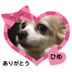 [LINEスタンプ] 可愛いチワワのひめちゃん