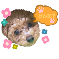 [LINEスタンプ] トイプードル玄米2