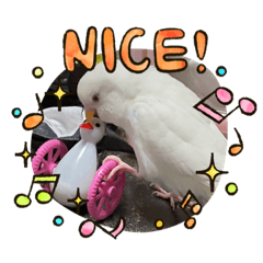 [LINEスタンプ] アルビノインコ きなこ3