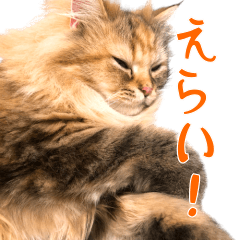 [LINEスタンプ] 毎日を生きるココちゃん
