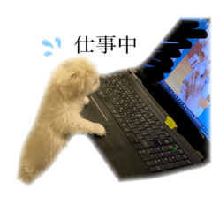 [LINEスタンプ] ペキチワのミーティ